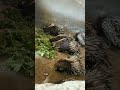 Porcupine Wonders: 5 Amazing Facts ๐ฆ