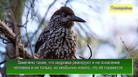 Кедровка – таёжный лесовод