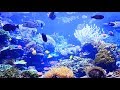 Aquarium magnifique  musique zen relaxation bientre relaxante  rcifs de corail et poissons