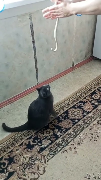 кошка прыгает - YouTube
