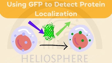 Using GFP to Detect Protein Localization | Cell Biology Research | Techniques