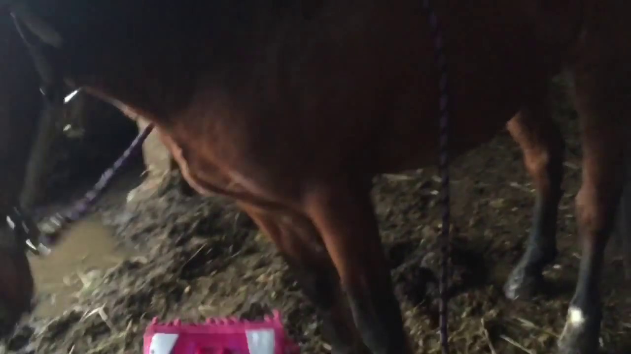 dressage arena Horse Training with a Duster