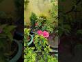 Silent vibes and nature beauty #homegardenig #vllagelife #relaxing #peaceful #shorts