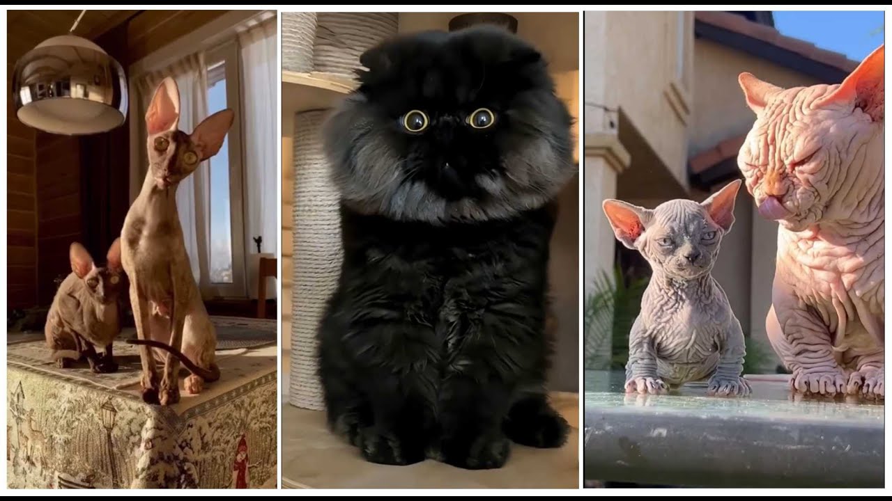 Funniest ANIMAL Compilation 2026 🐶😹 Guaranteed SMILE! 