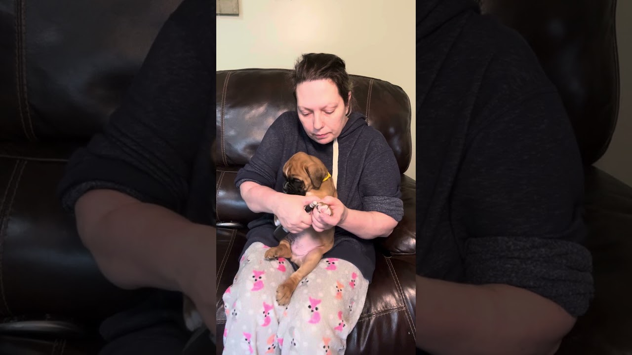 How to grind puppies nails down using a Dremel with diamond head