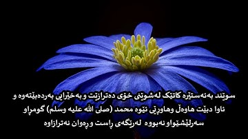 تلاوة مباركة للقارئ الشيخ عبدالكريم الديوان || سورة النجم