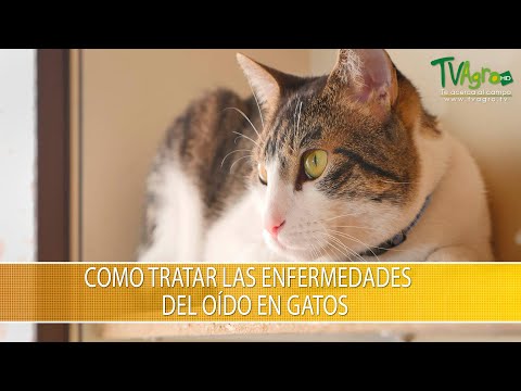 Video: Lesiones En El Oído De Los Gatos: Lesiones En El Oído De Los Gatos