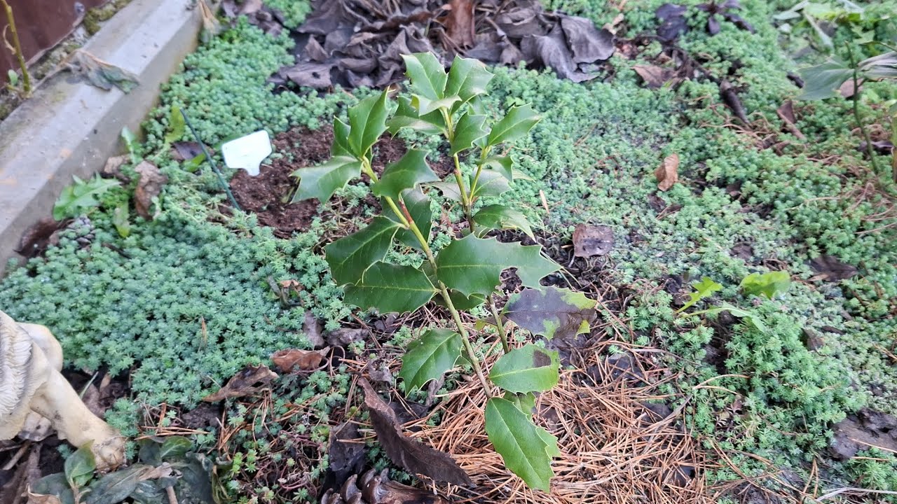 Осмотр растений которые могут не выйти из зимы, 7 января 2026 год 