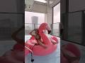 インスタ映えするプールのはずなのに… #shorts