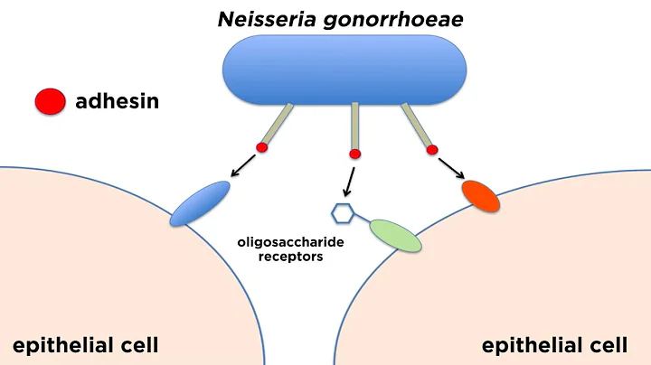 Bacterial Pathogenesis: How Bacteria Cause Damage