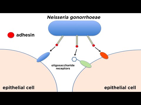 Bacterial Pathogenesis: How Bacteria Cause Damage