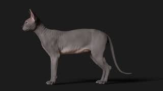 3D Sphynx Cat using Maya and Zbrush
