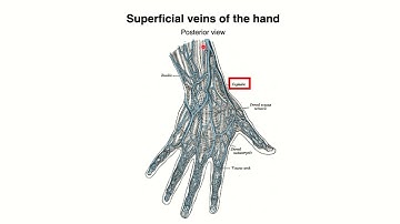 Cephalic vein relations MRCS question solve (CRACK MRCS)