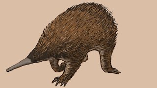 Murrayglossus  Hacketti / Equidna Gigante de Hackett / PaleoPedias 🇦🇺