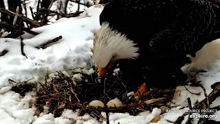 First PIP on Eagle Egg  at Decorah North Eagles' Nest! 🥚  Explore.org 3-22-24