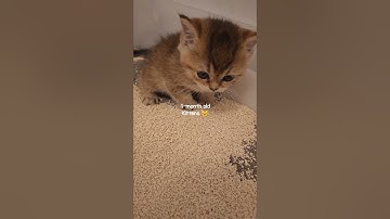 Litterbox Training with 1-month old kittens 😍
