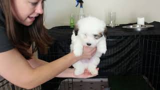 Coton de Tulear Puppies For Sale  IrelandIvy 4/26/23