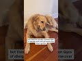 i saw these signs on my dog #dogs #puppy #doglife #BetterWild #fyp #cutedogs #funnydogs #ad