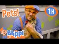 Blippi Takes Care Of Cute Animals in the Shelter! | 1 HOUR BEST OF BLIPPI | Blippi Toys