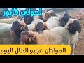 مباشرة من سوق صوريا مكناس اليوم           مع أتمنة لحولي البركي والصردي والحولية النعجة الوالدة وجدي
