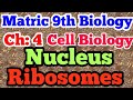 Nucleus | Ribosomes | 9th Chapter 4 | lecture 4 | #biology9th