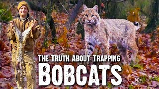 We Caught a Bobcat!  The Truth About Trapping Bobcats (748)