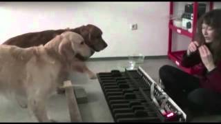 Musical piano dogs - Amazing! screenshot 4