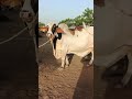 mashallah beautiful Brahaman patela bull #viralvideo #viralshort #bullfarming #unfrezzmyaccount#vlog