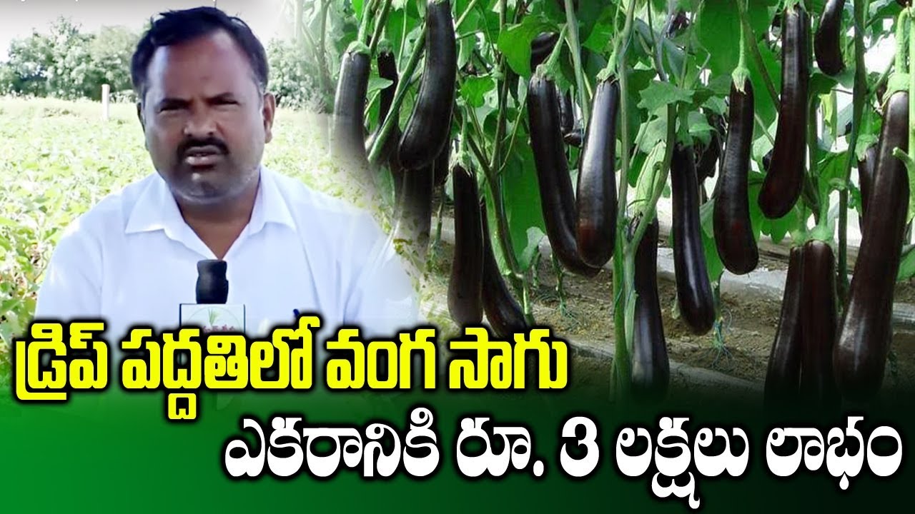 Drip Irrigation Method in Brinjal Farming | High Profit Cultivation ...