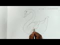 Swan drawing | rajhas drawing