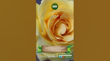 تلاوة القارئ محمد الماجد