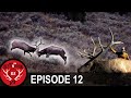 A Fight to the Death! (Destination Elk V3 - Episode 12)