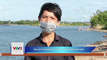 HIỆU QUẢ TỪ MÔ HÌNH NUÔI CÁ VƯỢC LỒNG TỰ NHIÊN TRÊN SÔNG  | VTV5