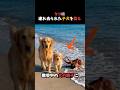 タコに連れ去られた子犬を救え #ゴールデンレトリバー #動画 #犬