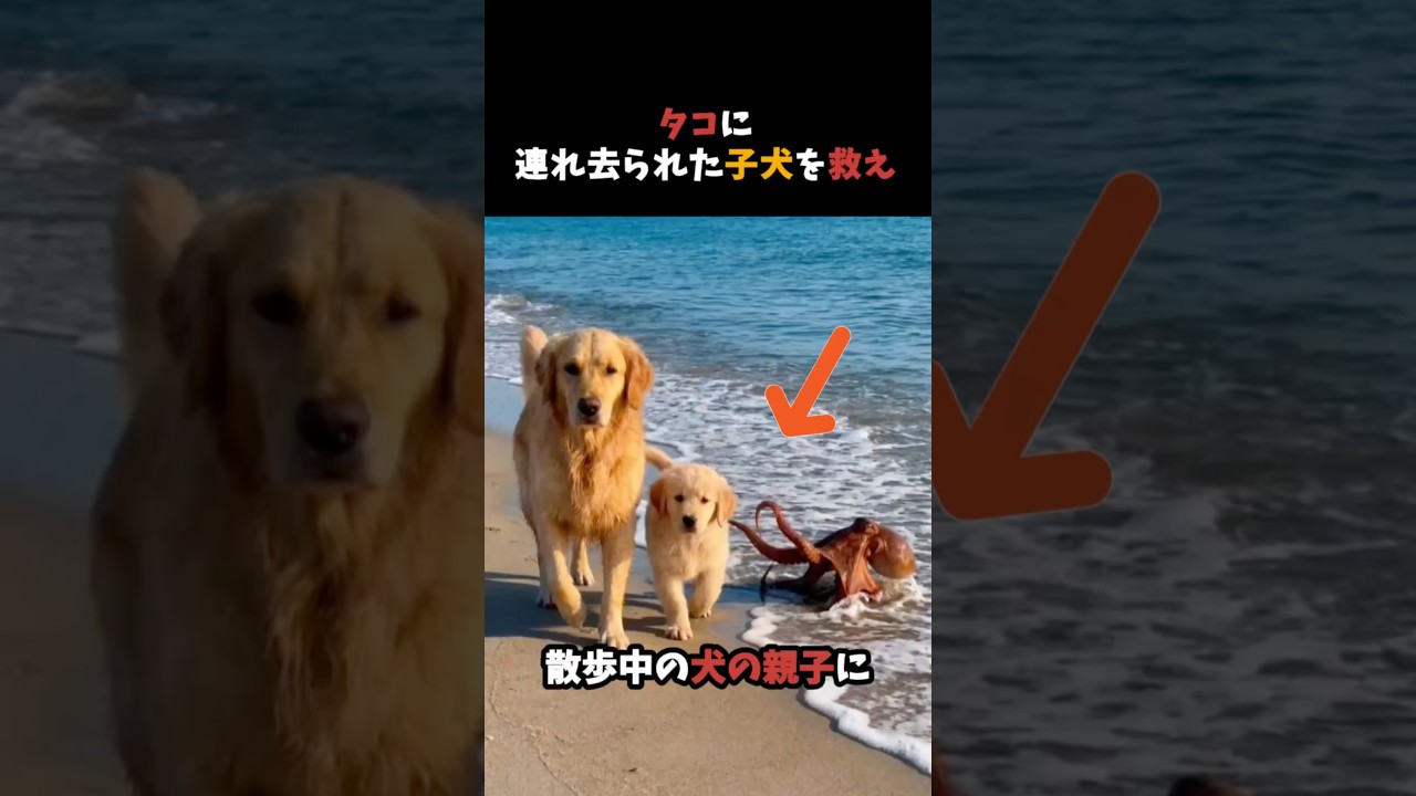 タコに連れ去られた子犬を救え #ゴールデンレトリバー #動画 #犬