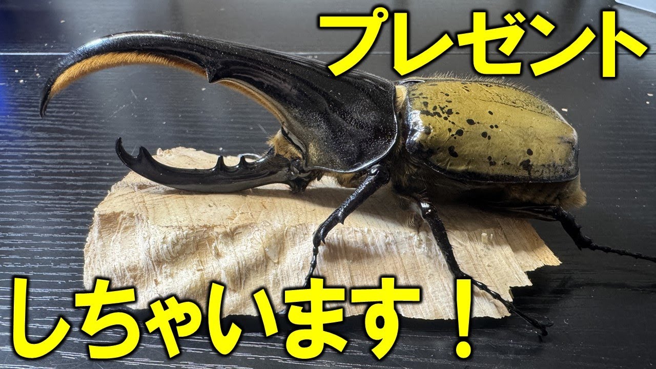 ぷてらす　ヘルクレスオオカブト 他 The destructive power of the Hercules beetle's horns is