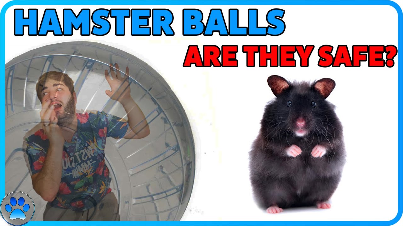 Let'S Talk About Hamster Balls! | Hamster Exercise Balls Are They Safe?