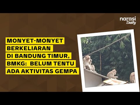 Monyet-Monyet Berkeliaran di Bandung Timur, BMKG: Belum Tentu Ada Aktivitas Gempa | Narasi Daily