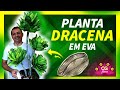 ESPÉCIE DE DRACENA EM EVA | PASSO A PASSO