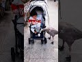 باغ پرندگان فریدونکنار و غاز مهمان نواز 