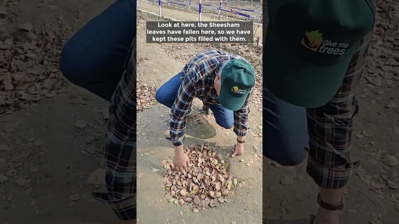 Use dried leaves for mulching 🍂