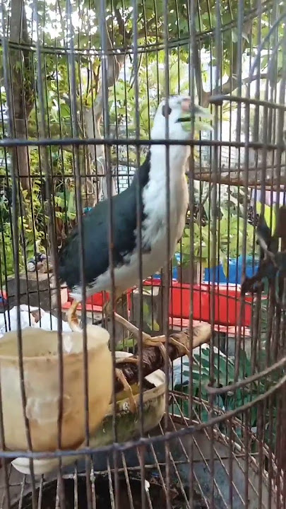 RUAK RUAK JANTAN FIGHTER