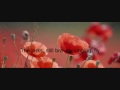 In Flanders Fields-A Remembrance Day Slideshow