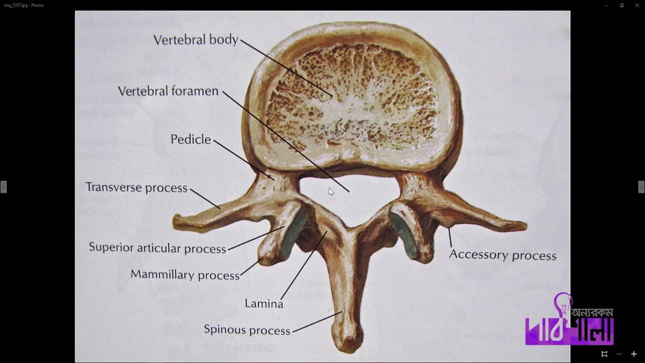 Superior view перевод. Typical Lumbar vertebrae. Vertebrae structure. Vertebra разрез. Lumbar vertebra Patches производитель.