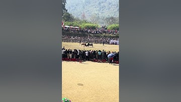 Lễ hội chọi bò huyện Bảo Lâm năm 2024