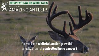 Amazing Facts About Whitetail Antlers [Murphy's Law On Whitetails]