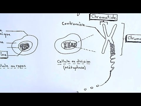 Vidéo: Quel est le matériel génétique des eucaryotes ?