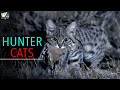 जंगल की शिकारी बिल्लियाँ - ताकतवर जंगली बिल्लियां - Hunter Cats Of The Jungle - World Documentary HD