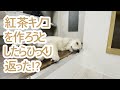 懐かしの紅茶キノコを作ると言い出したらひっくり返った？ゴールデンレトリバーの子犬ティト。