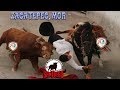 Zacatepec,Mor.Rancho San Diego Toros De Capa  Lazo Y Jinete